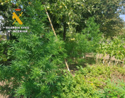 La Guardia Civil descubre una plantación de marihuana en el Valle de Mena