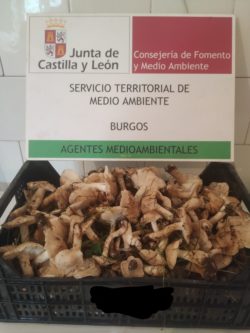 Agentes medioambientales de la Junta sorprenden a un recolector de setas en Espinosa de los Monteros