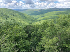 EL Oso Pardo frecuenta el Monte Hijedo, la joya de nuestros bosques