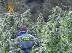La Guardia Civil descubre una importante plantación de marihuana oculta en el monte