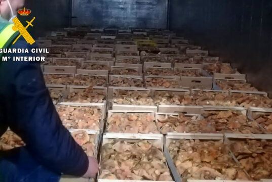 La Guardia Civil interviene 1.480 kilogramos de níscalos en Aranda de Duero en el marco de la Operación Espora
