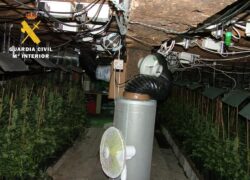 La Guardia Civil desmantela en Las Merindades una plantación “indoor” de marihuana con 617 plantas