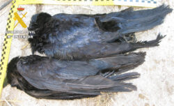 La Guardia Civil investiga a una persona por la muerte de dos cuervos (Corvus corax)
