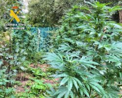 La Guardia Civil descubre una plantación de marihuana en Villasana de Mena