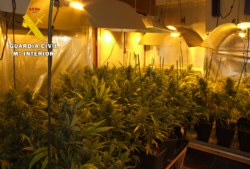 La Guardia Civil desmantela una plantación ‘indoor’ de marihuana en el Valle de Mena
