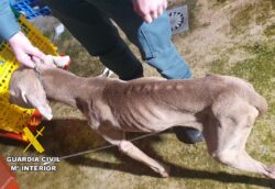 La Guardia Civil investiga en Las Merindades a la propietaria de un perro por maltrato animal