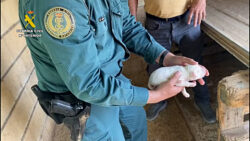 La Guardia Civil salva la vida a un cachorro de setter inglés cuando iba a ser sacrificado en el Valle de Tobalina
