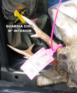 La Guardia Civil sorprende a un cazador que había precintado incorrectamente un corzo en el norte de la provincia