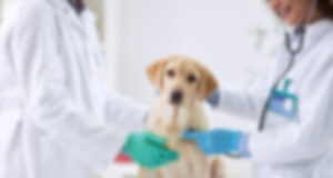 CLÍNICA VETERINARIA SANTA CATALINA