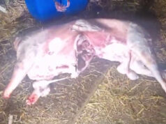 La Guardia Civil destapa tres mataderos/puntos de venta ilegales de corderos en Las Merindades