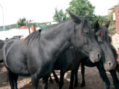 HÍPICA RANCHO SAN ROMÁN