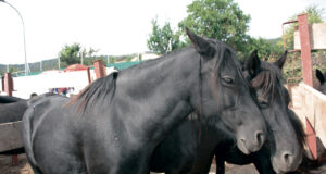 HÍPICA RANCHO SAN ROMÁN