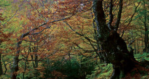 LA SIERRA DE ÁRCENA