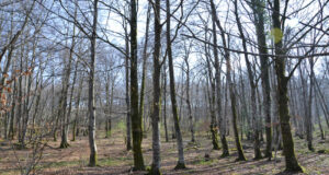 RUTA DE LOSA Y SAN ZADORNIL