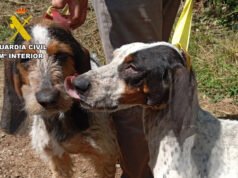 La Guardia Civil pone a disposición judicial al propietario de cinco perros por maltrato animal