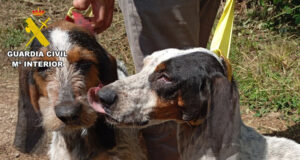 La Guardia Civil pone a disposición judicial al propietario de cinco perros por maltrato animal