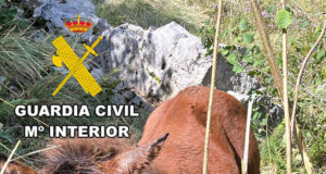 La Guardia Civil rescata en Espinosa de los Monteros a un potro que quedó atrapado tras precipitarse desde 8 metros de altura