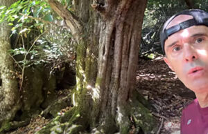 Descubrimos la Tejeda de Cilla. Hay mucho más que tejos. Las Merindades.