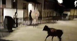 Un hombre herido al ser embestido por una vaquilla en Medina de Pomar