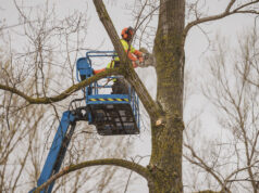 El Ayuntamiento de Medina de Pomar finaliza la primera fase de regeneración en “La Chopera” con la plantación de 70 nuevos árboles